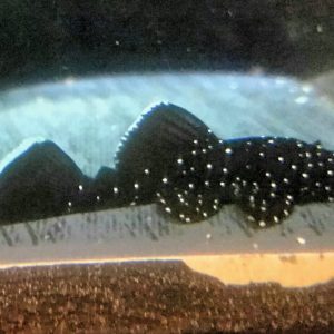 Peppermint Bristlenose Pleco (Ancistrus sp. "Peppermint")