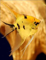 Gold Marble Angelfish (Pterophyllum scalare)