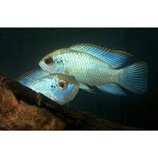Neon Blue Acara (Andinoacara pulcher)