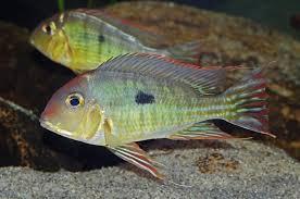 Orange Head Tapajos (Geophagus sp. "Tapajos Orange Head")