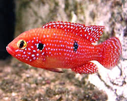Red Forest Jewel Cichlid (Hemichromis lifalili)