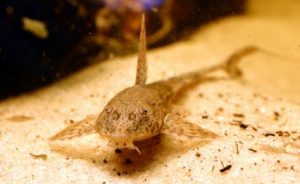 Common Whiptail Catfish (Rineloricaria sp.)