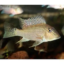 Green Horseface Cichlid (Geophagus surinamensis group)