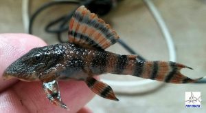 Alenquer Tiger Pleco (Panaqolus sp. L397)