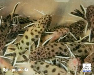 Petricola Catfish (Synodontis petricola)