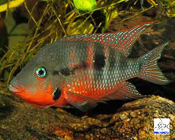Firemouth Cichlid (Thorichthys meeki)