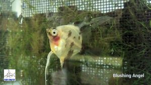 Blushing Angelfish (Pterophyllum scalare)