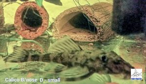 Calico Bristlenose Pleco (Ancistrus cf. cirrhosus)