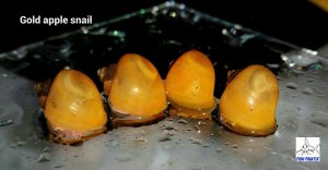 Gold Mystery Snail (Pomacea diffusa)