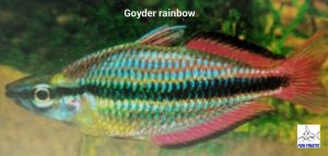 Goyder River Rainbowfish (Melanotaenia trifasciata)