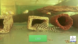 King Tiger Pleco (Hypancistrus sp. L333)