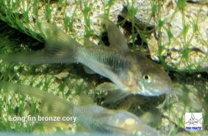 Bronze Corydoras (Corydoras aeneus)