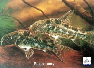 Peppered Corydoras (Corydoras paleatus)