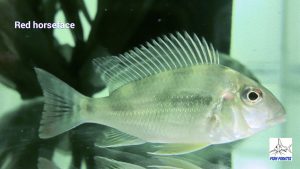 Red Horseface Cichlid (Geophagus surinamensis group)
