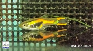 Red Line Endler (Poecilia wingei)