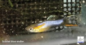 Scarlet Blue Endler (Poecilia wingei)
