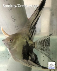 Green Smokey Angelfish (Pterophyllum scalare)