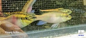 Kribensis (Pelvicachromis pulcher)