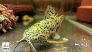 Hoplo Catfish (Megalechis thoracata)