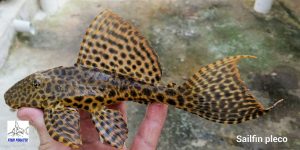 Sailfin Pleco (Pterygoplichthys gibbiceps)