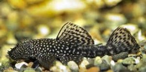 Common Bristlenose Pleco (Ancistrus cf. cirrhosus)