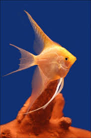 Gold Veiltail Angelfish (Pterophyllum scalare)