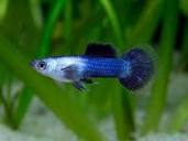 Blue Panda Guppy (Poecilia reticulata)