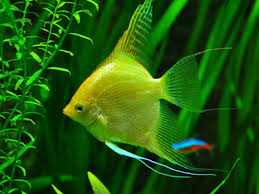 Gold Angelfish (Pterophyllum scalare)