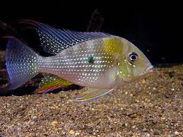 Heckelii Cichlid (Satanoperca jurupari)