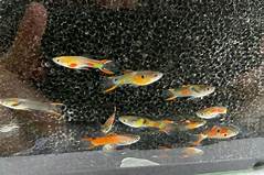 Mixed Endlers (Poecilia wingei)