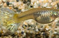 Mixed Guppy (Poecilia reticulata)
