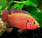 Blue Jewel Cichlid (Hemichromis cyaneus)