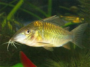 Emerald Green Corydoras (Brochis splendens)