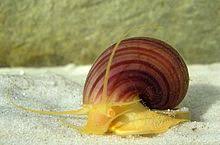 Chestnut Mystery Snail (Pomacea diffusa)