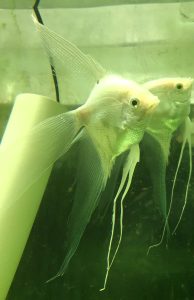Platinum Veil Angelfish (Pterophyllum scalare)