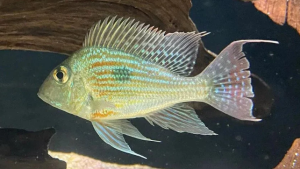 Geophagus sveni (Geophagus sveni)