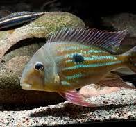 Geophagus winemilleri (Geophagus winemilleri)