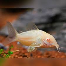Albino Corydoras (Corydoras aeneus)