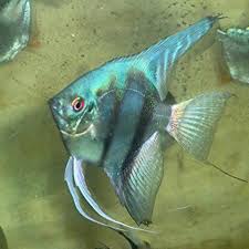 Sapphire Blue Angelfish (Pterophyllum scalare)