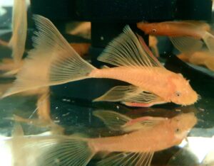 Long fin super red bristle nose. (Ancistrus sp.)
