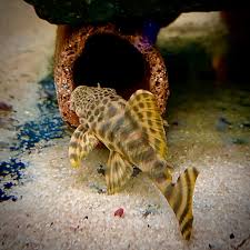 Tangerine Tiger Pleco (Hypancistrus debilittera)