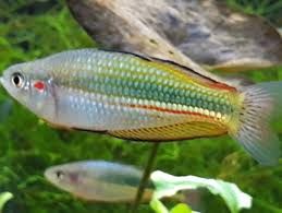 Crimson spot rainbow fish. (melanotaenia duboulay). A freshwater fish found in Eastern Australia.
