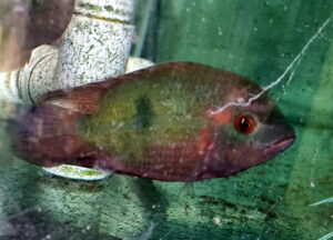Red Chocolate Rio Geophagus (Geophagus sp.)