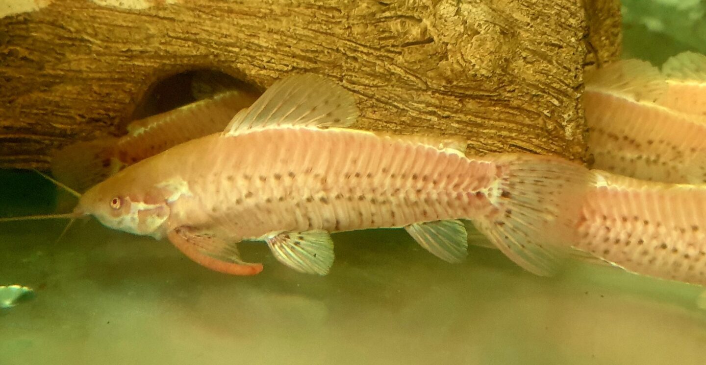 Albino Hoplo catfish. (Hoplosternum thorocatum). Peaceful bottom dweller suitable for most systems.