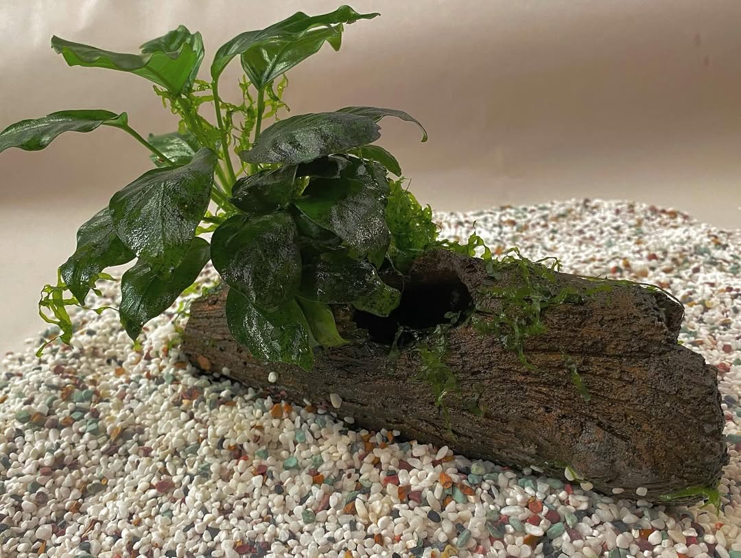 Fish log with plant Handmade Aquarium Ceramics log with plant growing.