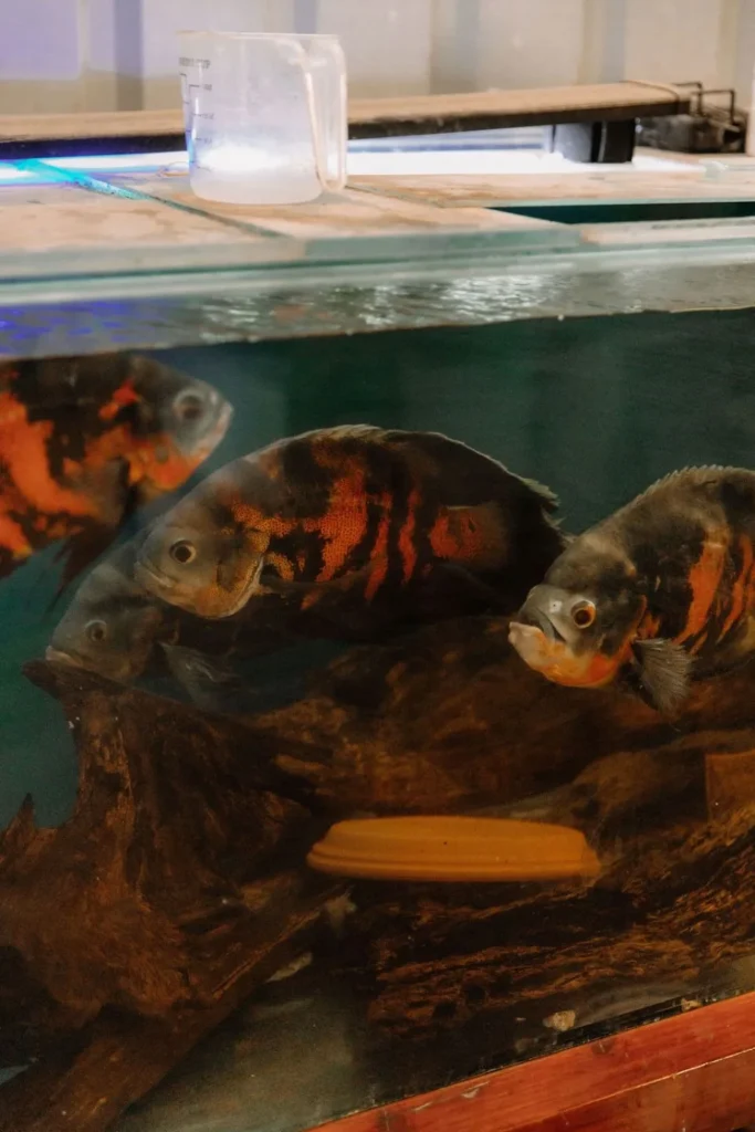 0M5A5564-scaled Close up for cichlids in tank for wholesale tropical fish breeding